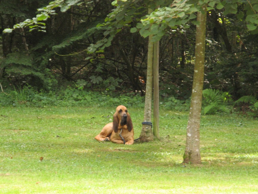 Charlott odpočívá