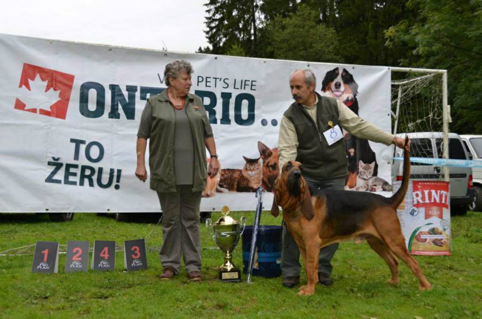 2019  15.9.2019 Specíální výstava Bloodhound klub CAC,BOB.Vítěz specíální výstavy