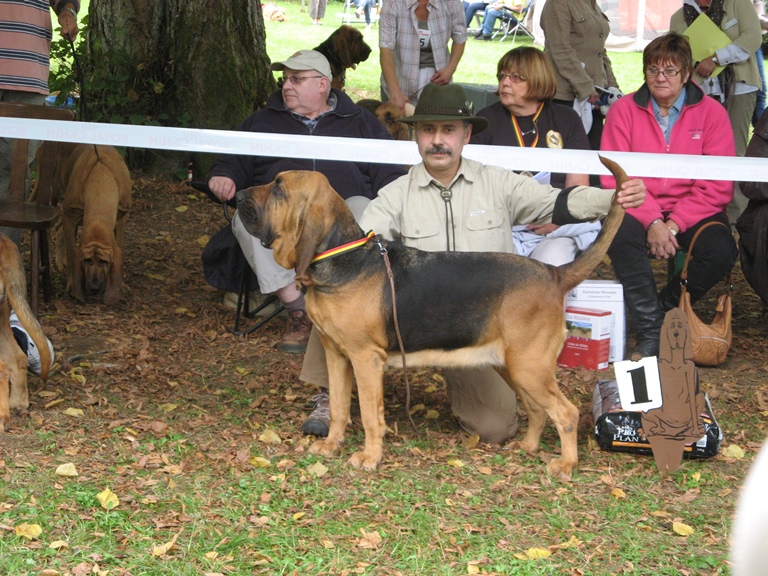 2010 Club show Belge - Saint Hubert 