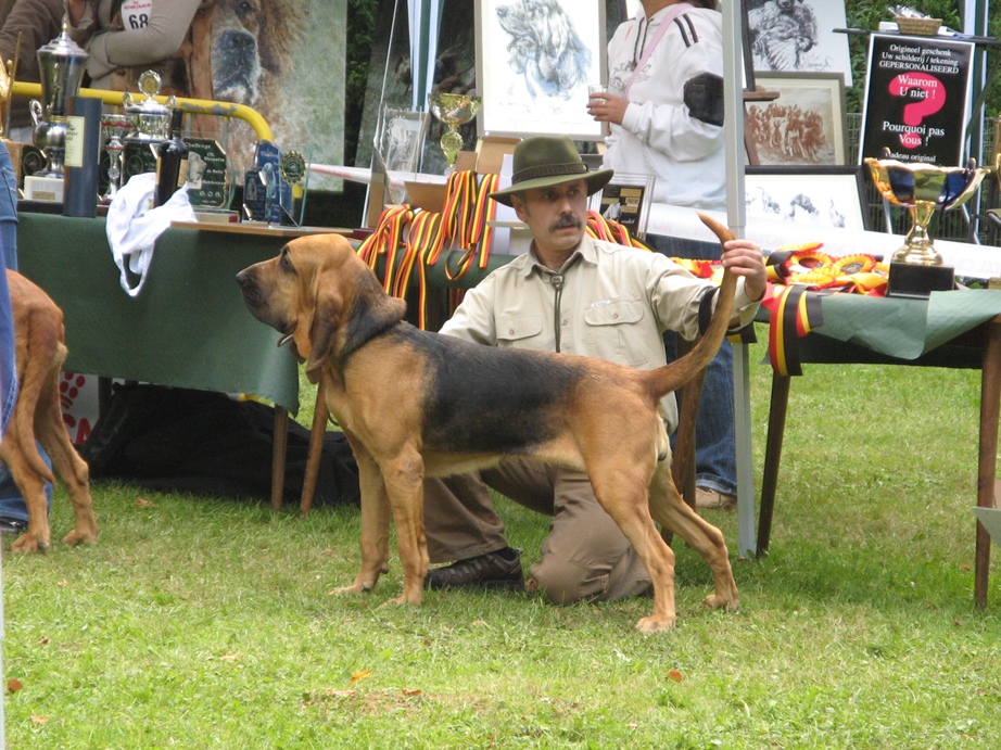 2010 Club show Belge - Saint Hubert     02