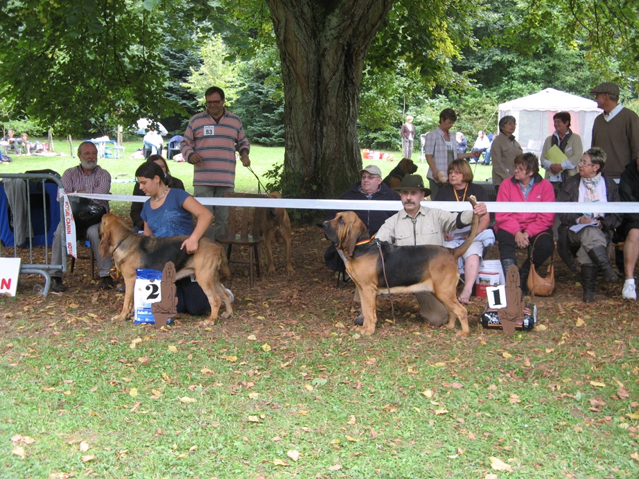 2010 Club show Belge - Saint Hubert   04