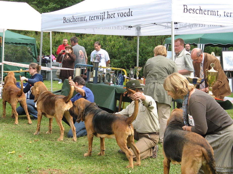 2010 Club show Belge - Saint Hubert   05