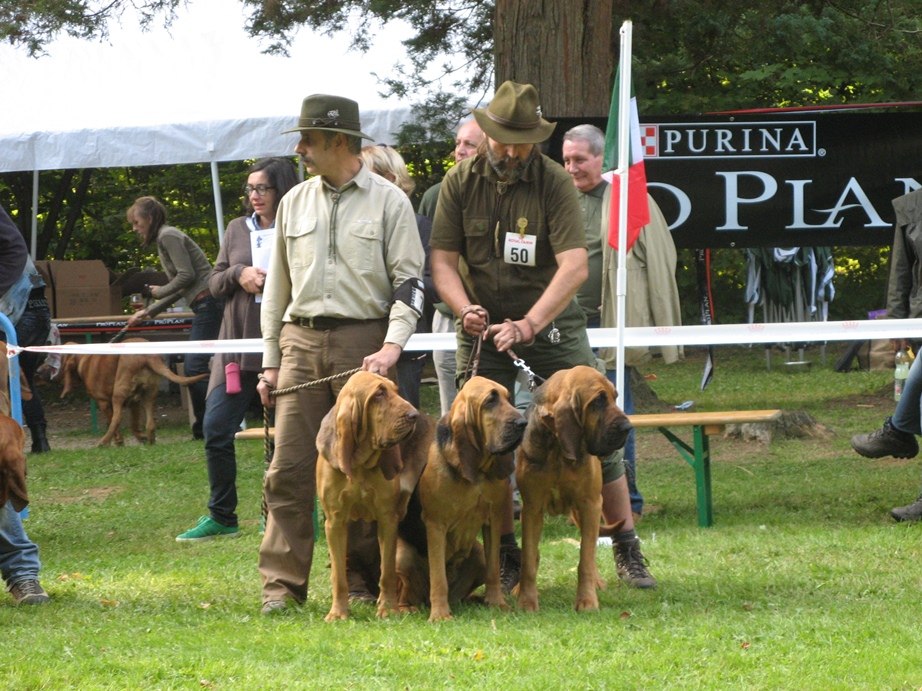 2010 Club show Belge - Saint Hubert   06