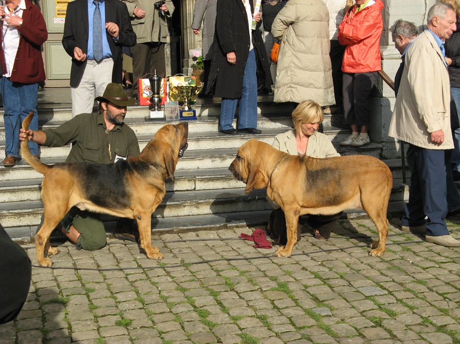 2009 Club show Belge - Saint Hubert