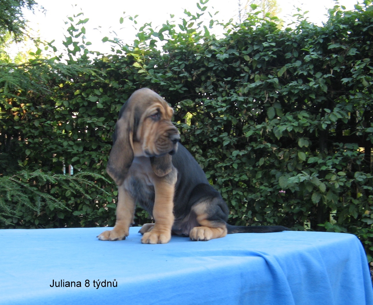 Juliana - Česko